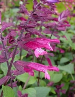 Love and Wishes Salvia, Salvia x 'Love and Wishes'